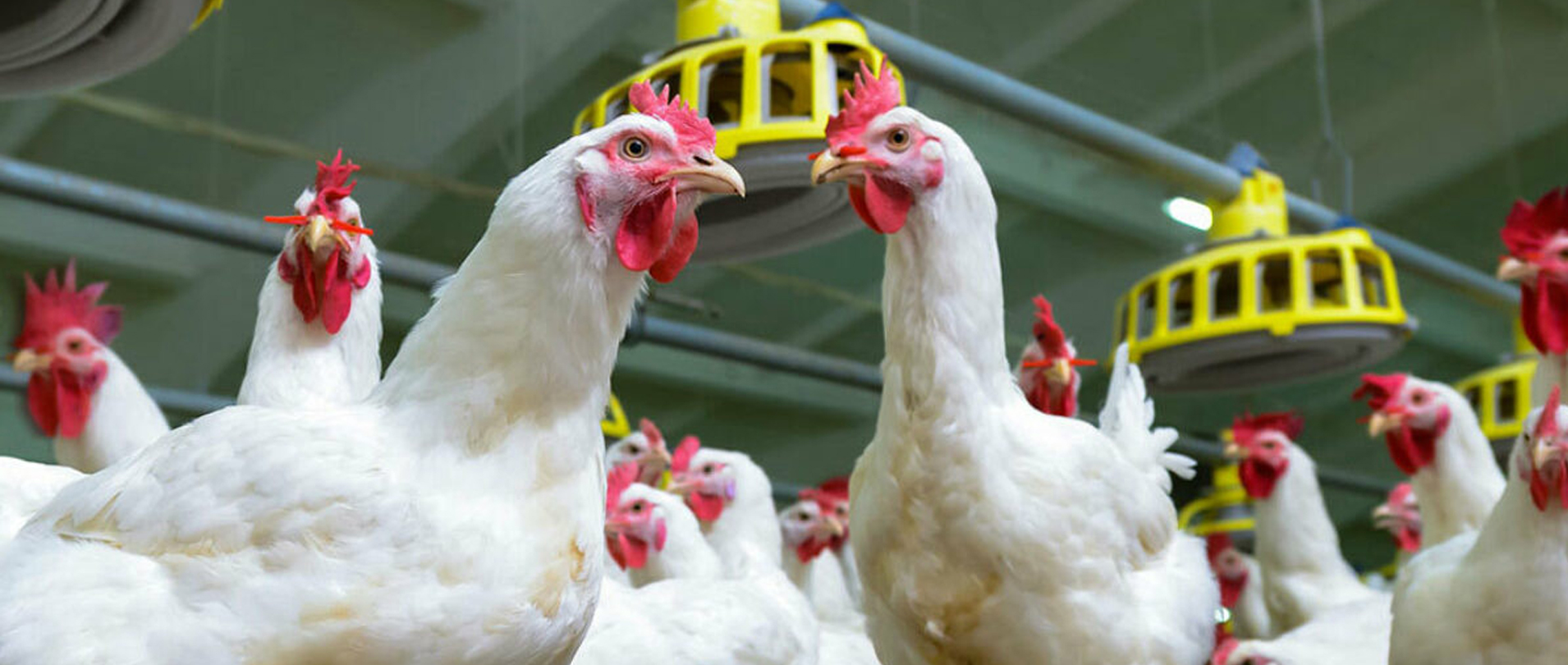 Layer-farming-slider-2